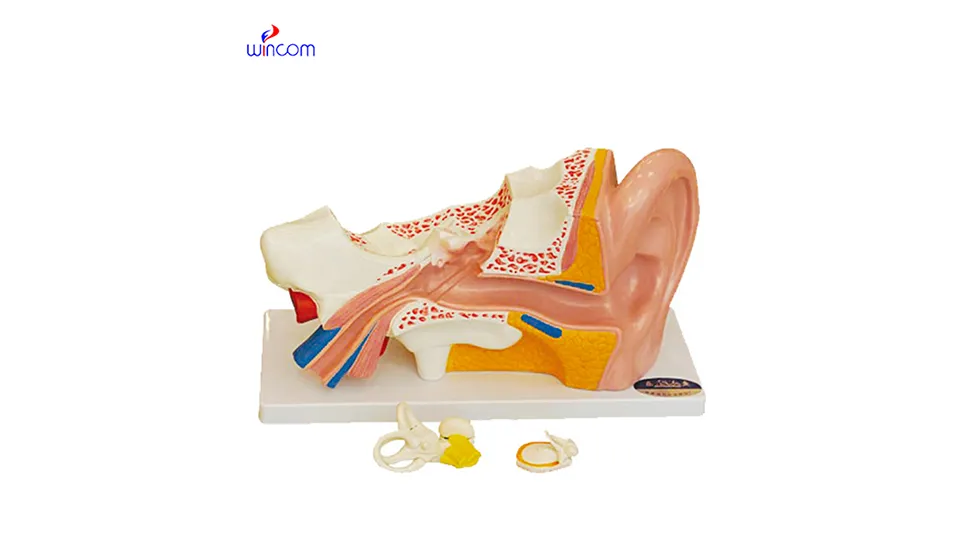 의료 입체 모델